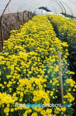 Inside Greenhouse Of Yellow Chrysanthemum Flowers Farms Stock Photo