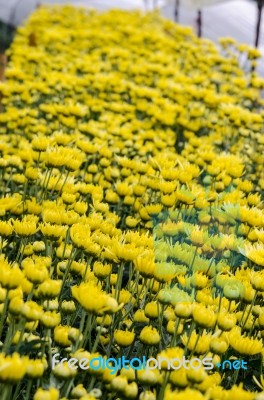 Inside Greenhouse Of Yellow Chrysanthemum Flowers Farms Stock Photo