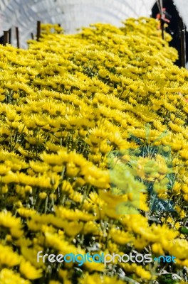 Inside Greenhouse Of Yellow Chrysanthemum Flowers Farms Stock Photo