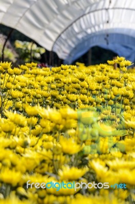 Inside Greenhouse Of Yellow Chrysanthemum Flowers Farms Stock Photo