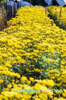 Inside Greenhouse Of Yellow Chrysanthemum Flowers Farms Stock Photo