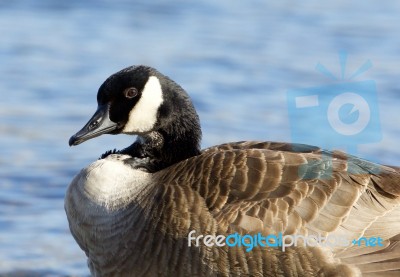 Interesting Canada Goose Stock Photo