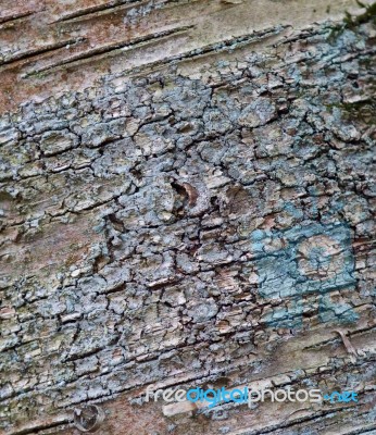 Interesting Pattern Of The Bark Of A Tree Stock Photo