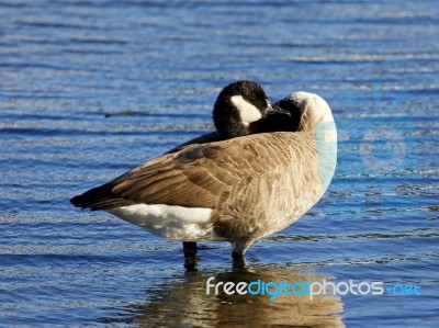 Interesting Pose Of A Canada Goose Stock Photo