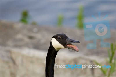 Interesting Tonque Of The Cackling Goose With The Teeth On It Stock Photo