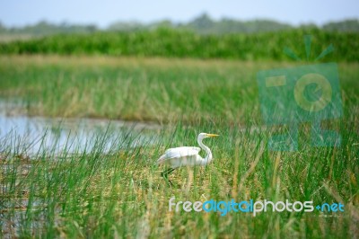 Intermediate Egret Bird Is At Wetland In Thailand Stock Photo