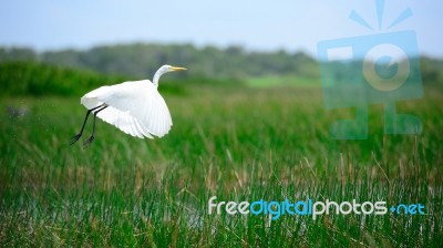 Intermediate Egret Is Flying Stock Photo