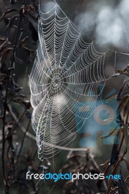 Intricate Spider Web Stock Photo