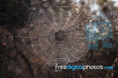 Intricate Spider Web Stock Photo