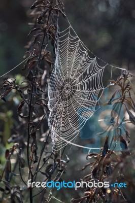 Intricate Spider Web Stock Photo