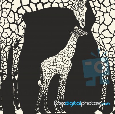 Inverse Camouflage Family Of Giraffes Stock Image