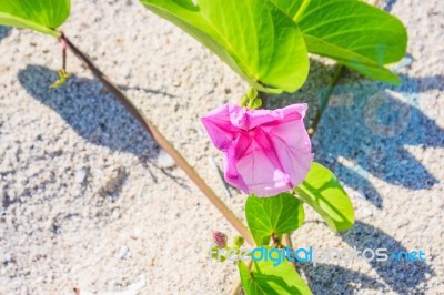 Ipomoea On Sandy Beach Stock Photo