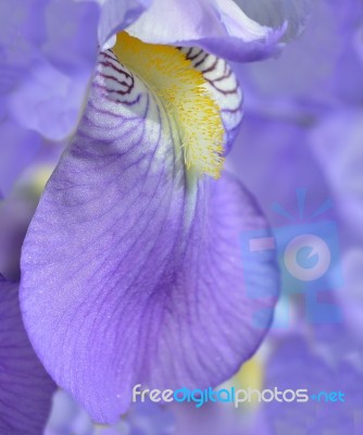 Iris Flower Stock Photo