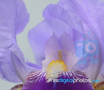 Iris Flower Stock Photo