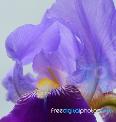 Iris Flower Stock Photo