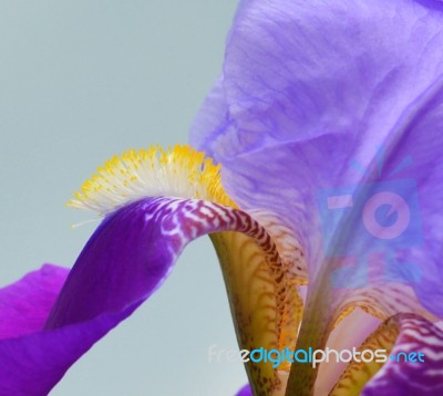 Iris Flower Stock Photo