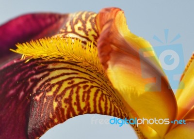 Iris Flower Stock Photo