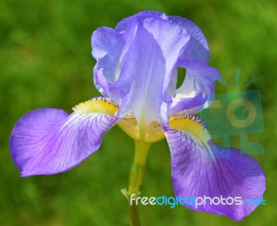 Iris Flower Stock Photo