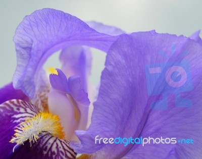 Iris Flower Stock Photo