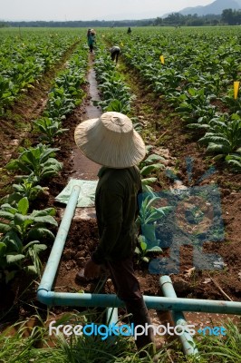 Irrigation In Tobacco Field Stock Photo