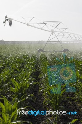 Irrigation Of Corn Field Stock Photo