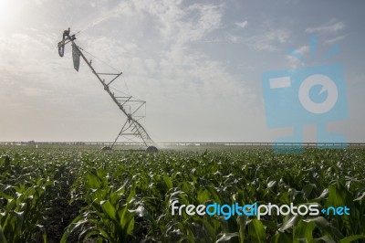 Irrigation Of Corn Field Stock Photo