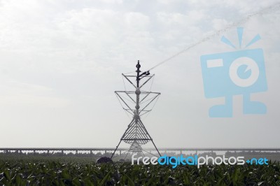 Irrigation Of Corn Field Stock Photo