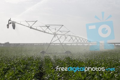 Irrigation Of Corn Field Stock Photo