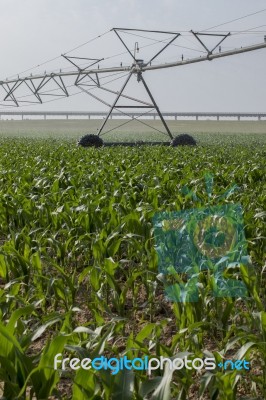 Irrigation Of Corn Field Stock Photo