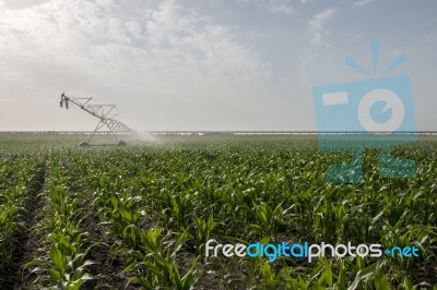 Irrigation Of Corn Field Stock Photo