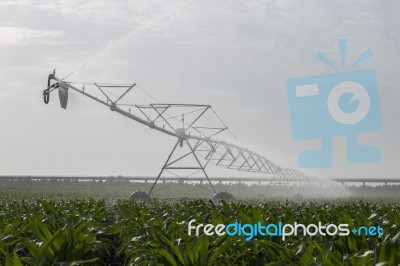 Irrigation Of Corn Field Stock Photo