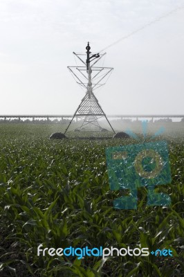 Irrigation Of Corn Field Stock Photo