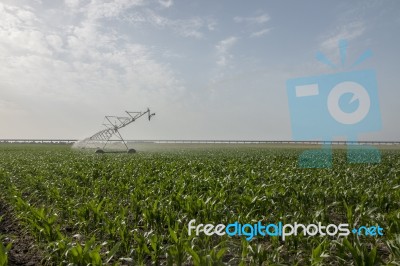 Irrigation Of Corn Field Stock Photo