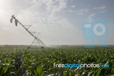 Irrigation Of Corn Field Stock Photo