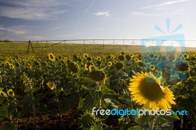 Irrigation System On Sunflower Field Stock Photo