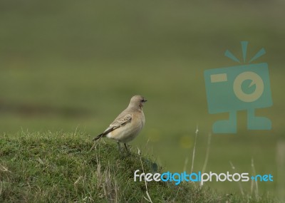 Isabelline Wheatear Stock Photo