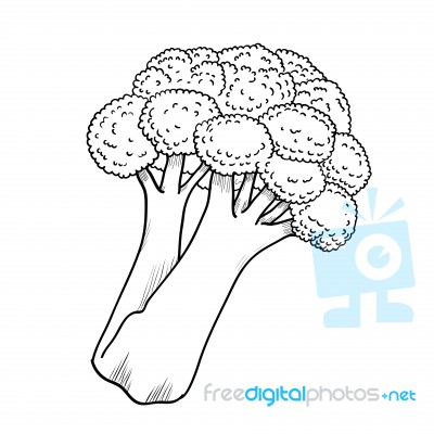 Isolated Broccoli- Hand Drawn Illustration Stock Image