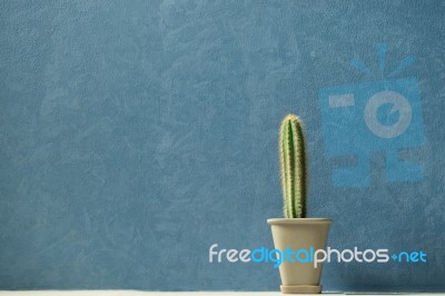 Isolated Cactus With Blue Background Stock Photo