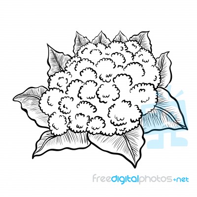 Isolated Cauliflower- Hand Drawn Illustration Stock Image