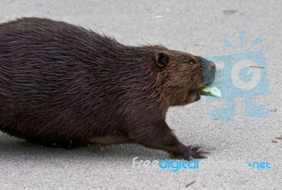 Isolated Close Image With A Canadian Beaver Stock Photo