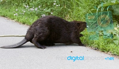 Isolated Close Image With A Canadian Beaver Entering The Grass Stock Photo