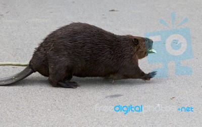 Isolated Close Image With A Funny Canadian Beaver Stock Photo