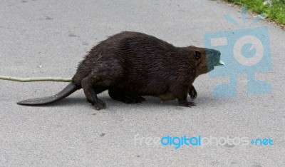 Isolated Close Image With A Funny Canadian Beaver Going Across The Road Stock Photo