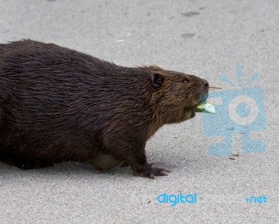 Isolated Close Photo Of A Canadian Beaver Stock Photo