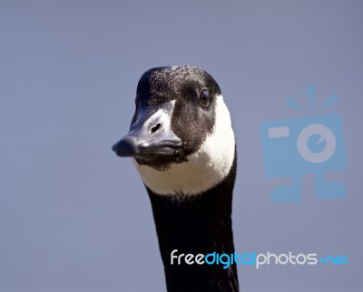 Isolated Funny Photo Of A Cute Canada Goose Stock Photo