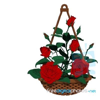 Isolated Hanging Basket Of Many Roses Stock Image