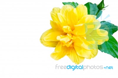 Isolated Hibiscus  , Yellow Flower On White Background Stock Photo