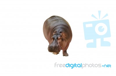 Isolated Hippopotamus On White Background Stock Photo