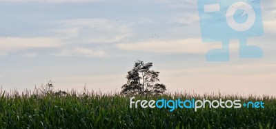 Isolated Image Of A Beautiful Corn Field Stock Photo