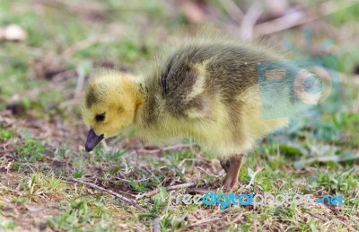 Isolated Image Of A Chick Of Canada Geese Stock Photo